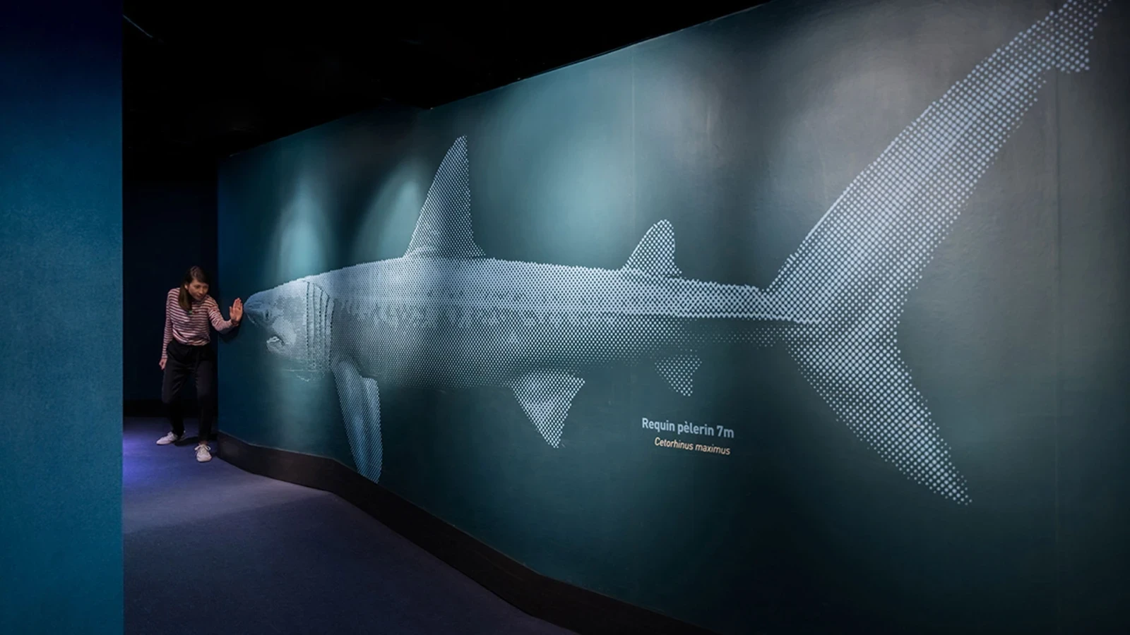 Photo d'un mur de couloir sur lequel est imprimé un requin pèlerin de 7 mètres