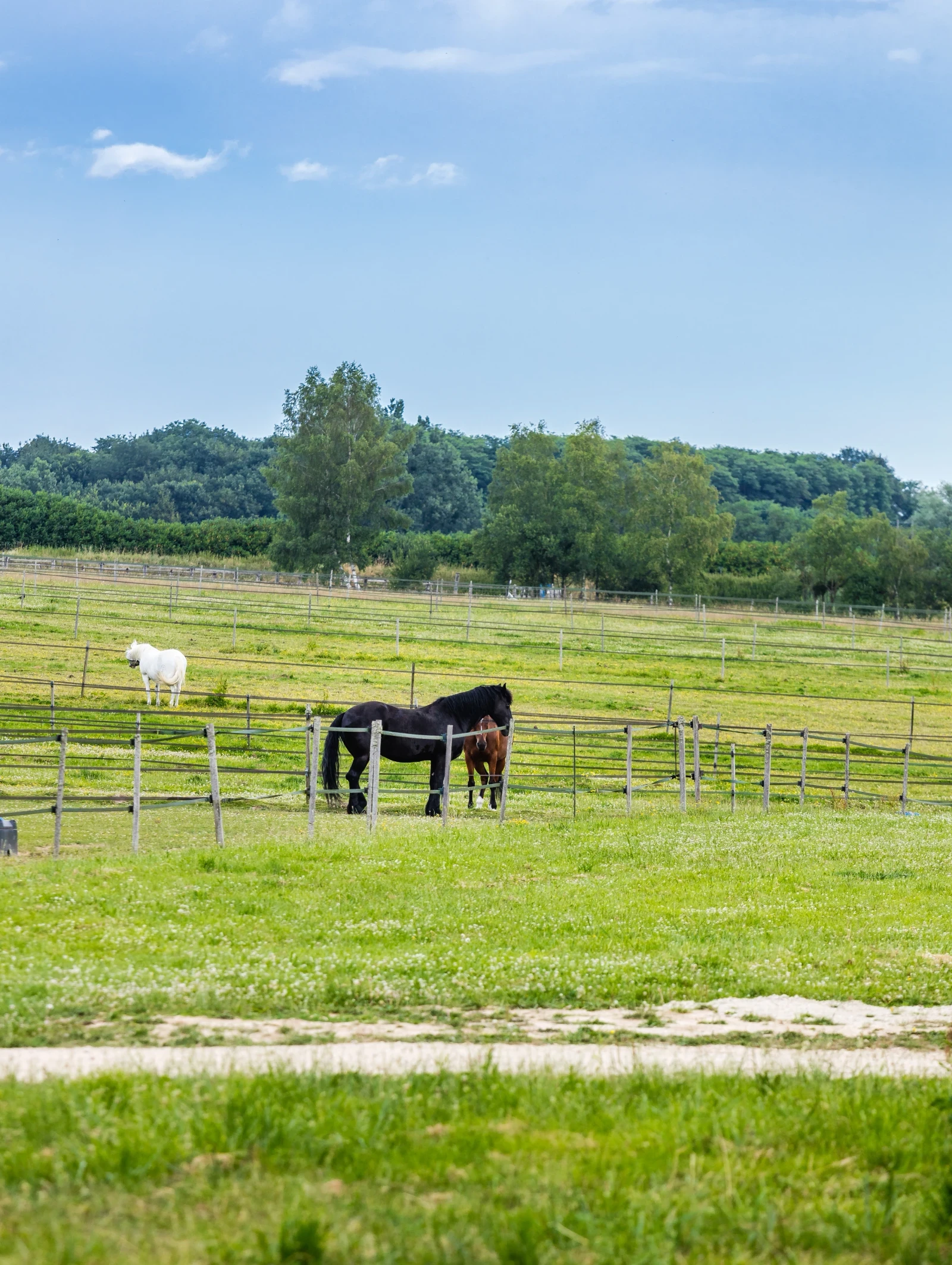 pré avec des chevaux, poney, foret en arrière plan