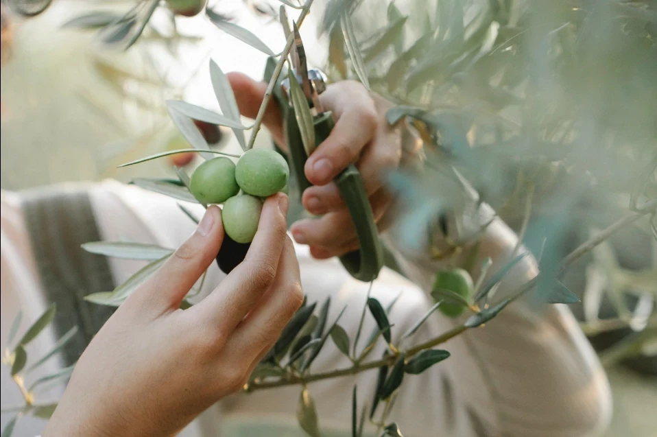 Photographie de mains de femmes en train de cueillir des olives vertes