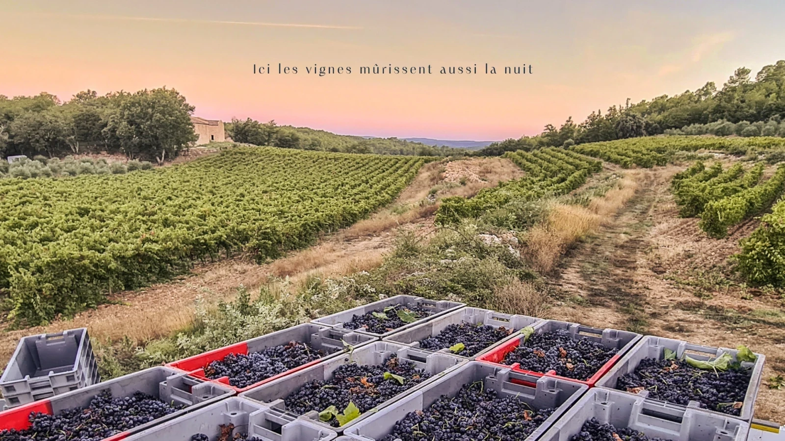 Photo de vignes et cagettes de raisins au lever du soleil avec la mention : ici, les vignes mûrissent aussi la nuit