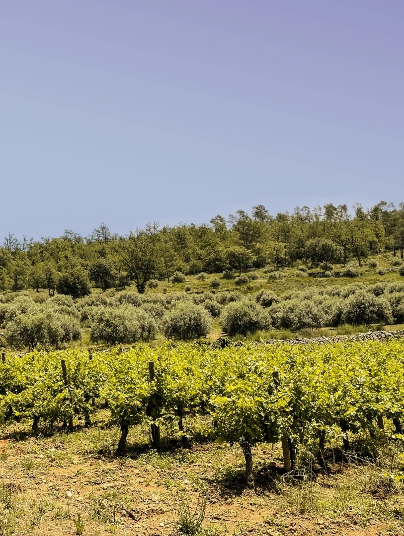 Photographie des vignes du Domaine Mira Luna
